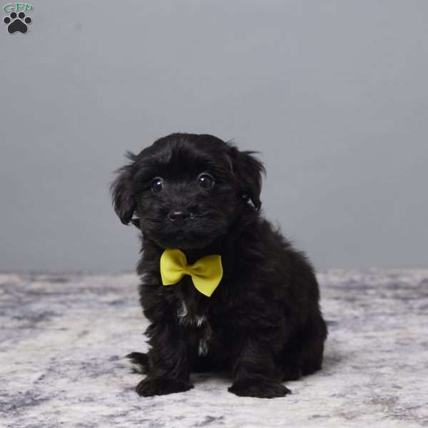 Rolly, Havapoo Puppy